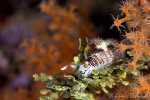 Nembrotha lineolata - Beautiful on their own, more so in ... by James Deverich 